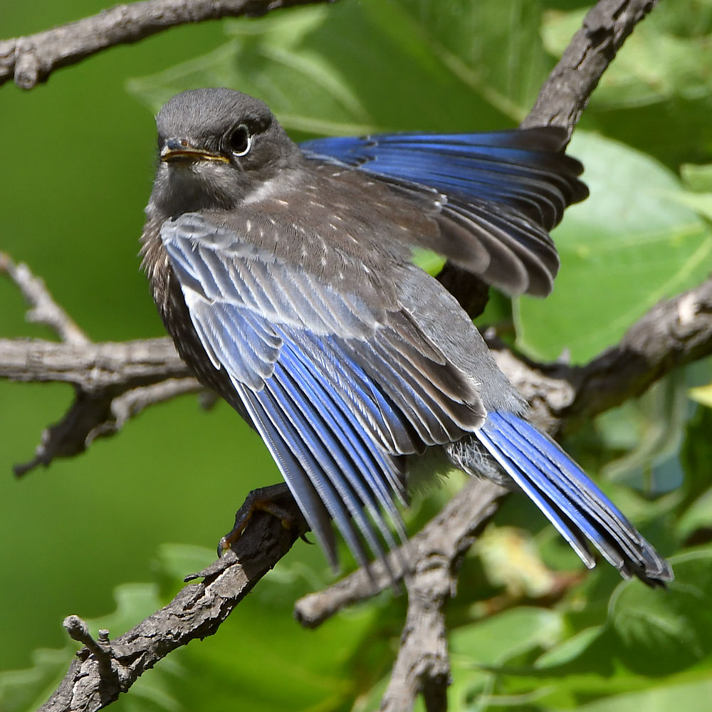 Bluebird9.jpg