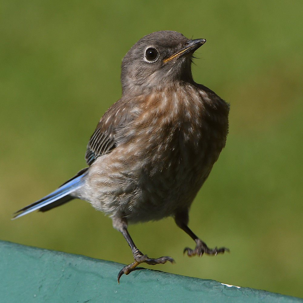 Bluebird9.jpg