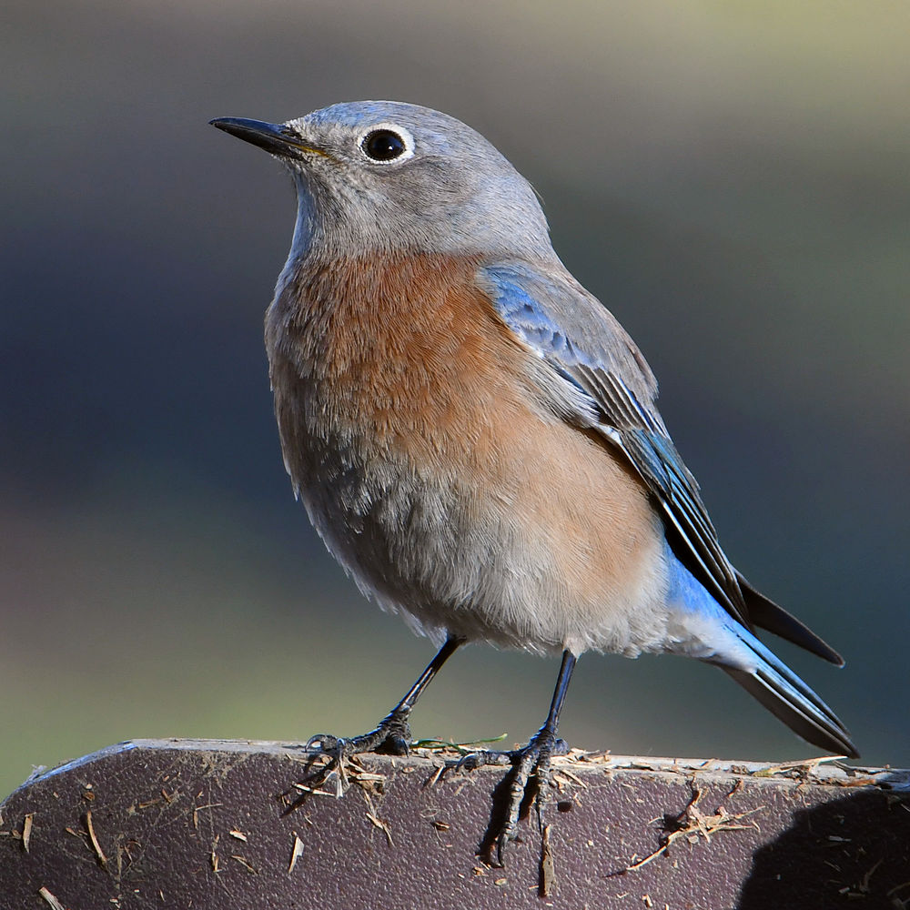 Bluebird9.jpg