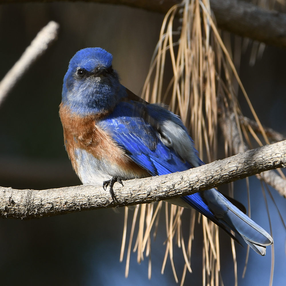 Bluebird9.jpg