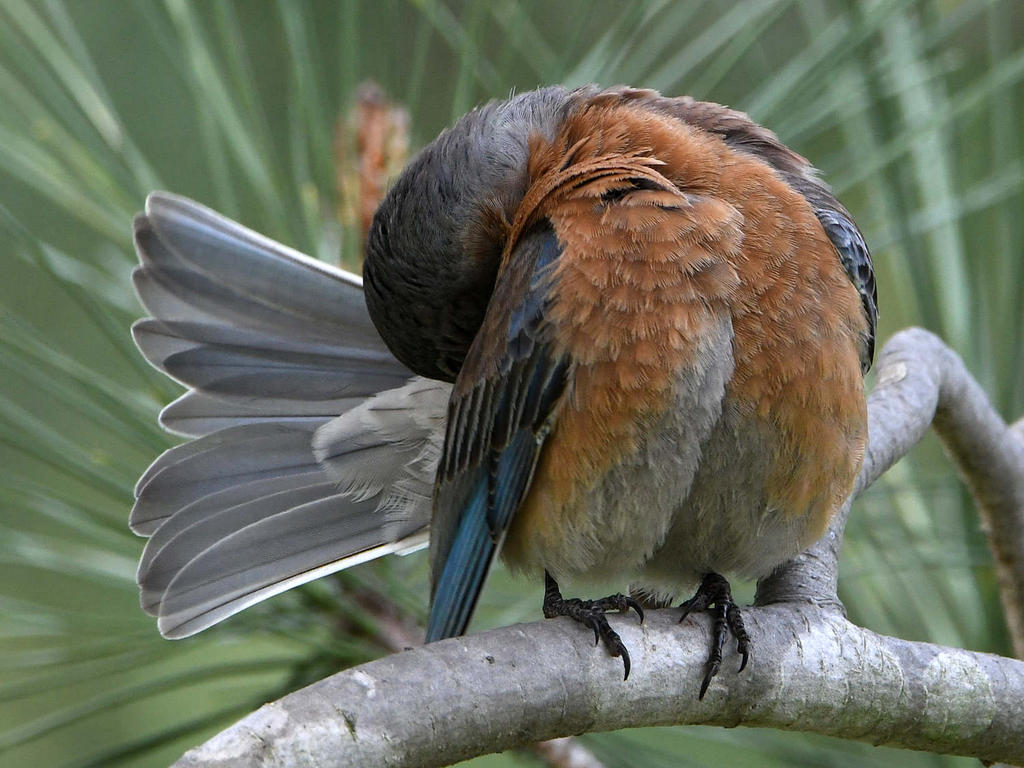 Bluebird9.jpg