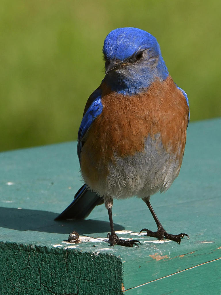 Bluebird9.jpg