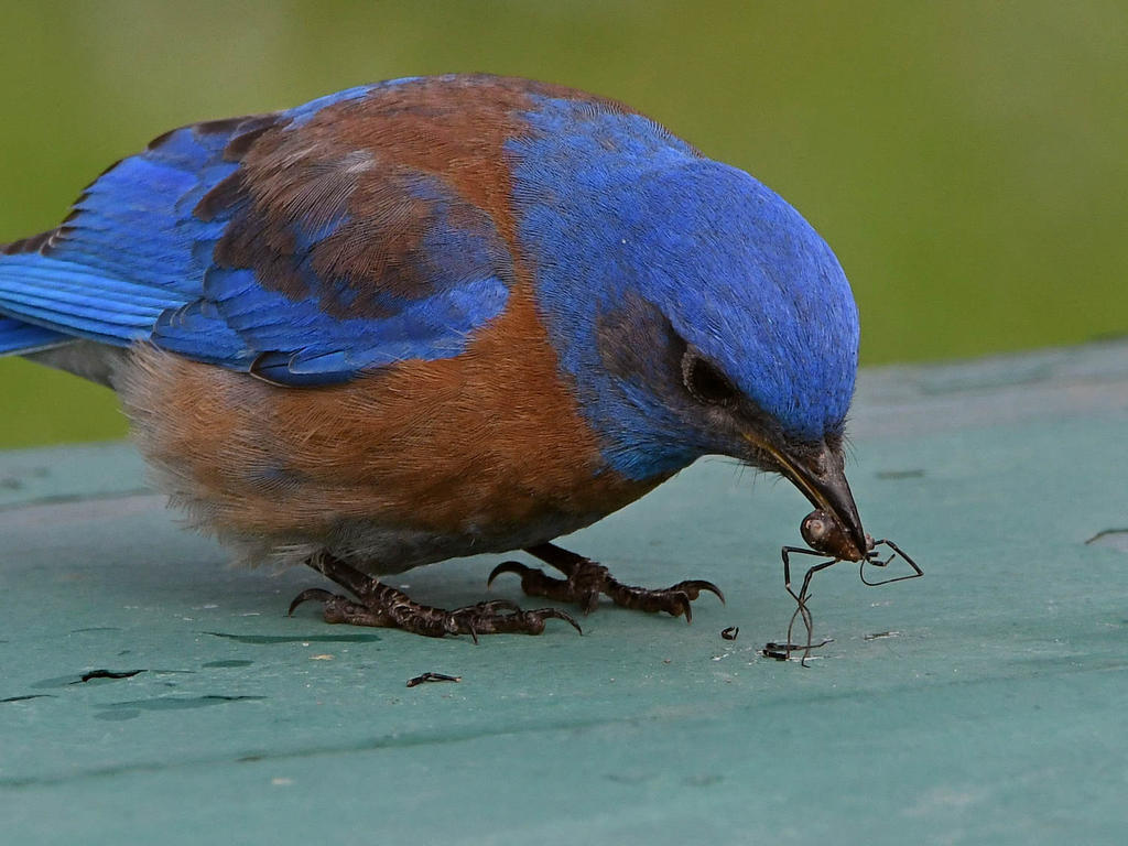 Bluebird9.jpg