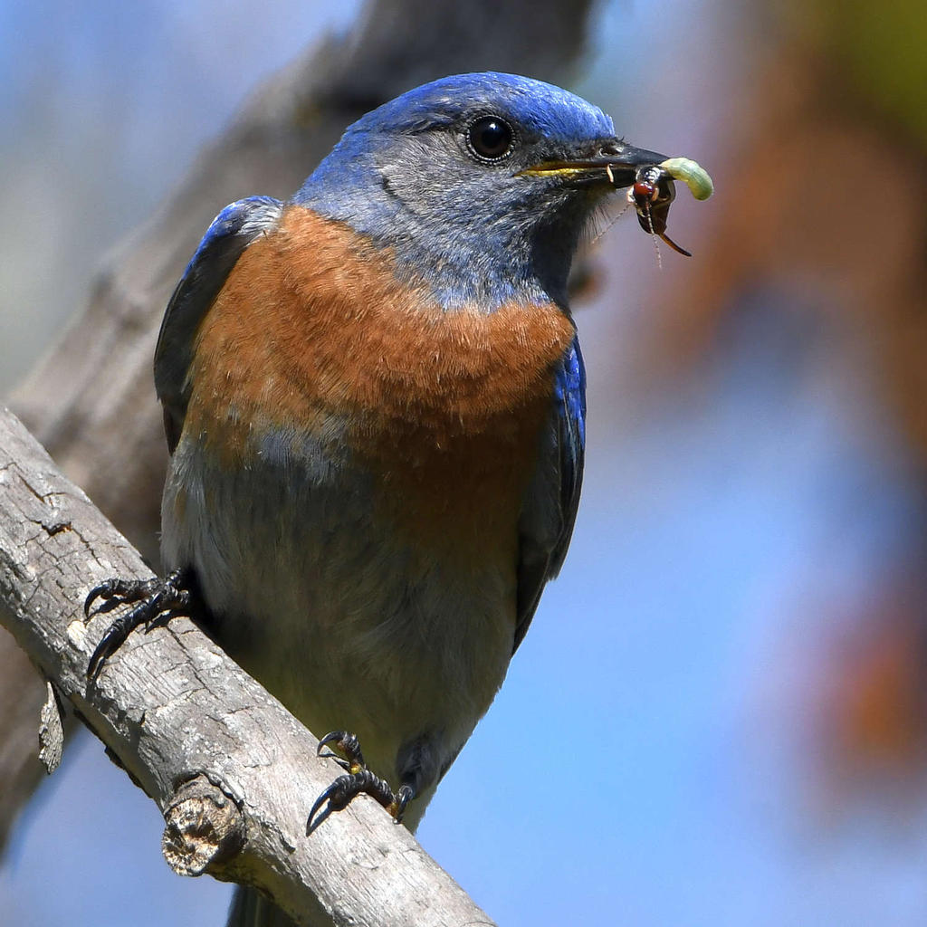 Bluebird9.jpg
