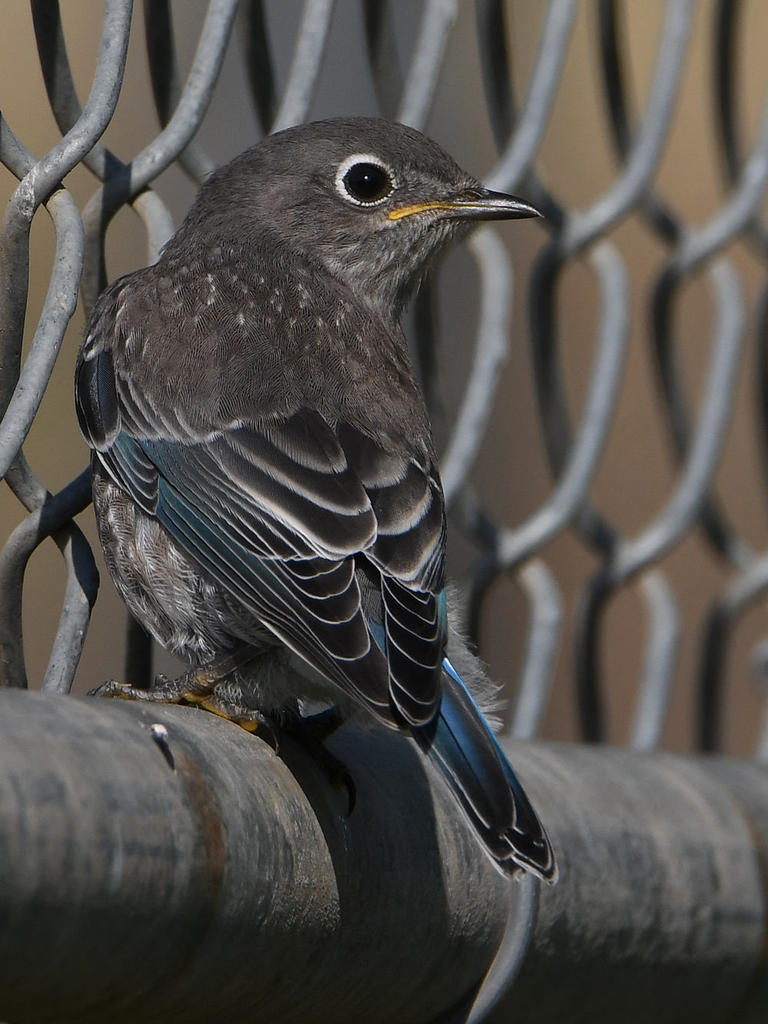BlueBird9.jpg