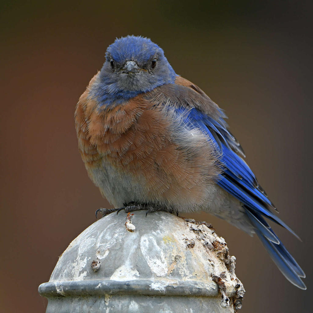 Bluebird9.jpg