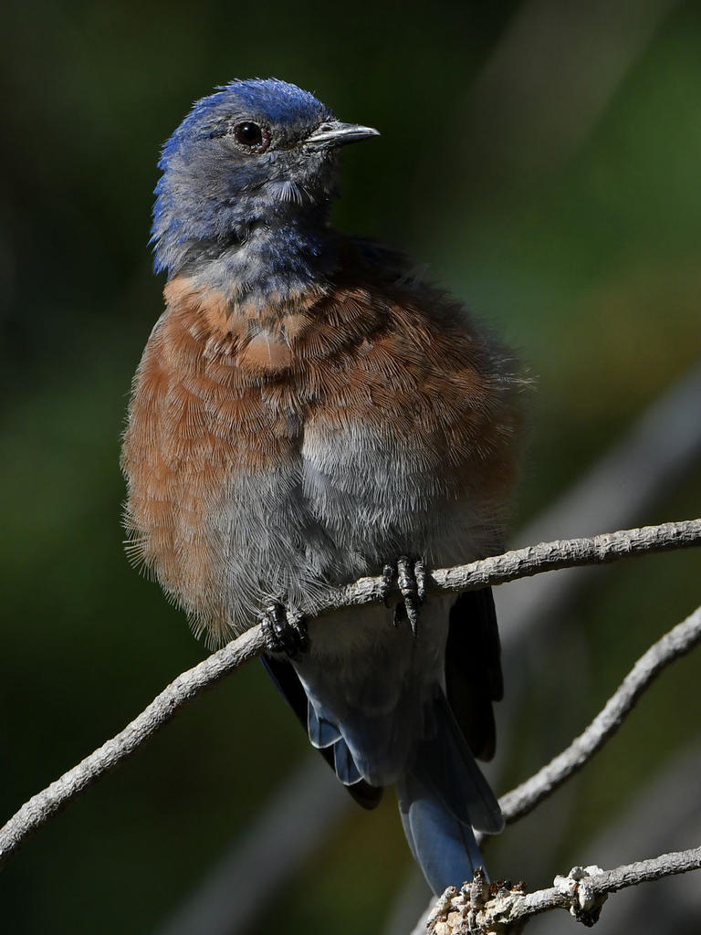 Bluebird9.jpg