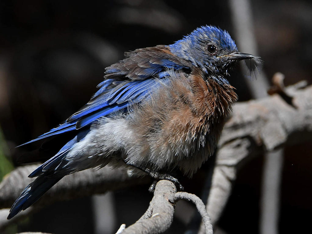 Bluebird9.jpg