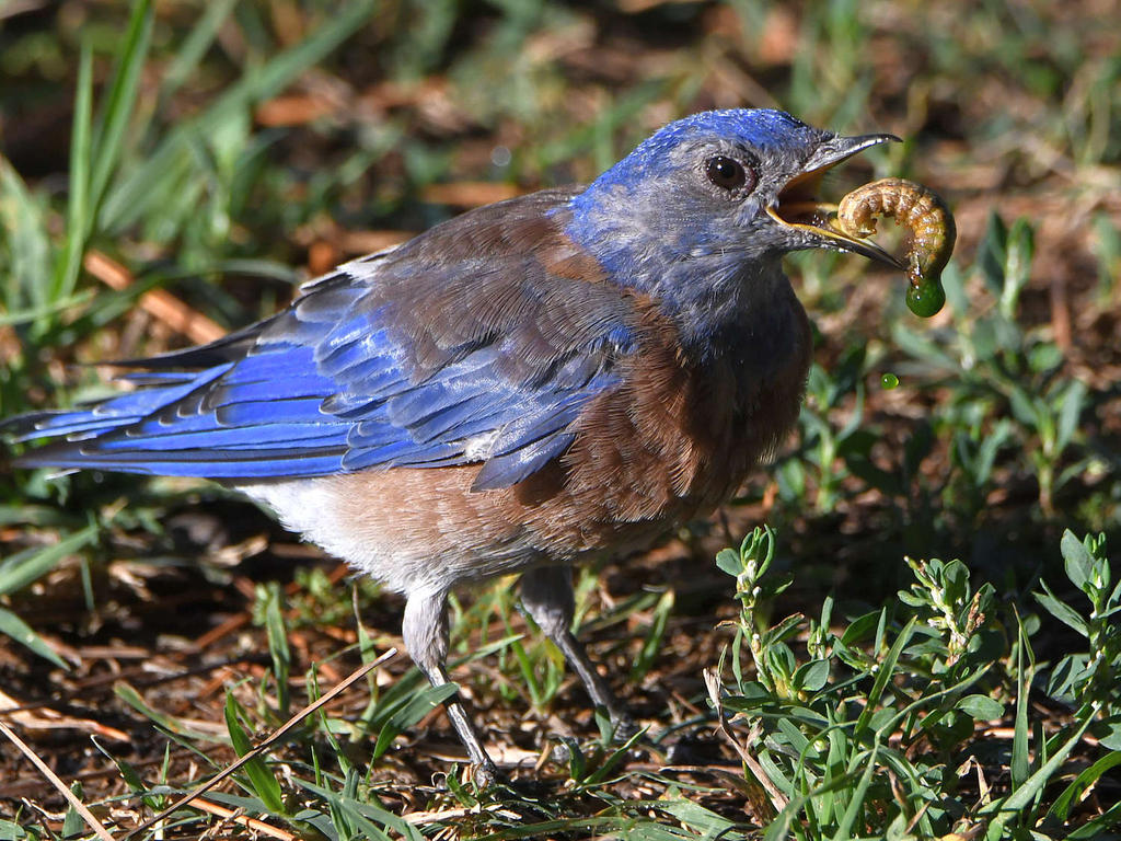 Bluebird9.jpg