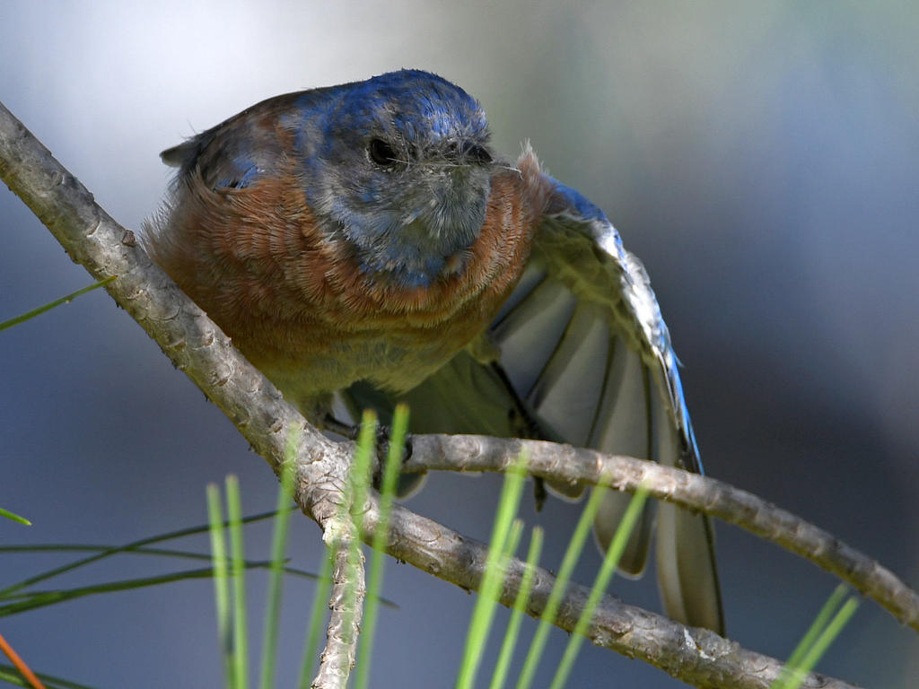 Bluebird9.jpg