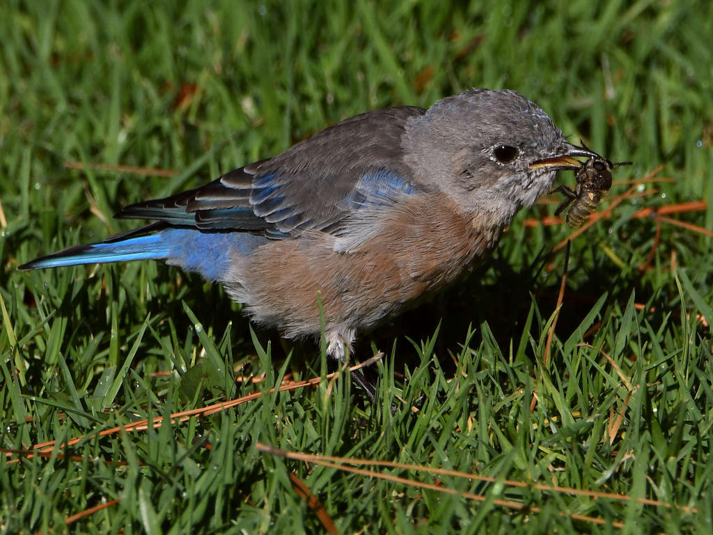 Bluebird9.jpg