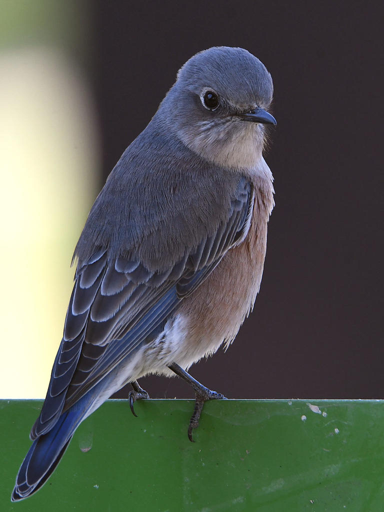 Bluebird9.jpg