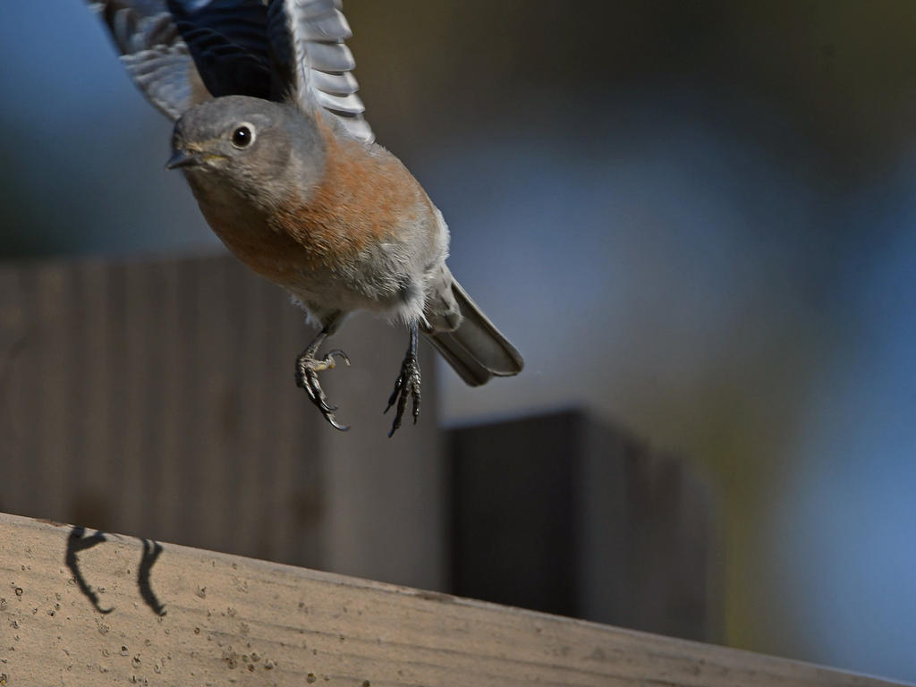 Bluebird9.jpg
