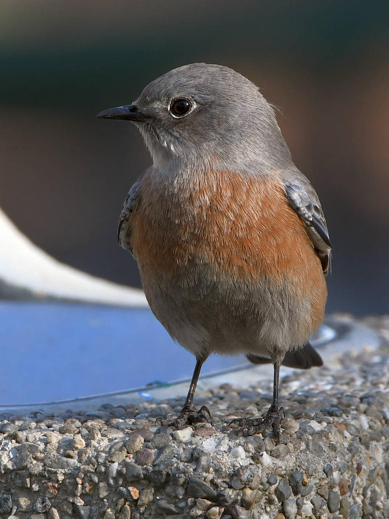 Bluebird9.jpg
