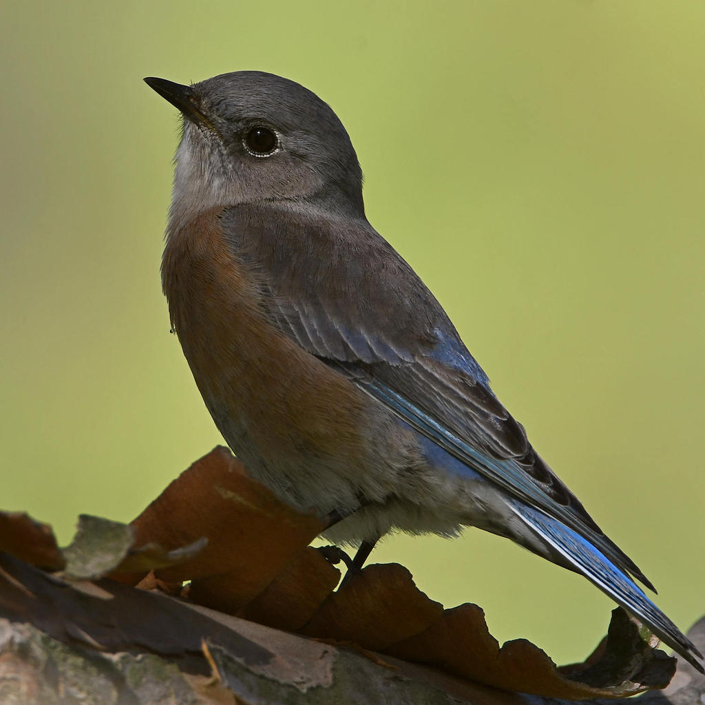 Bluebird9.jpg