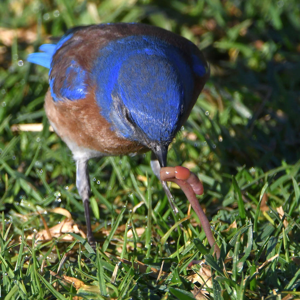 Bluebird9.jpg