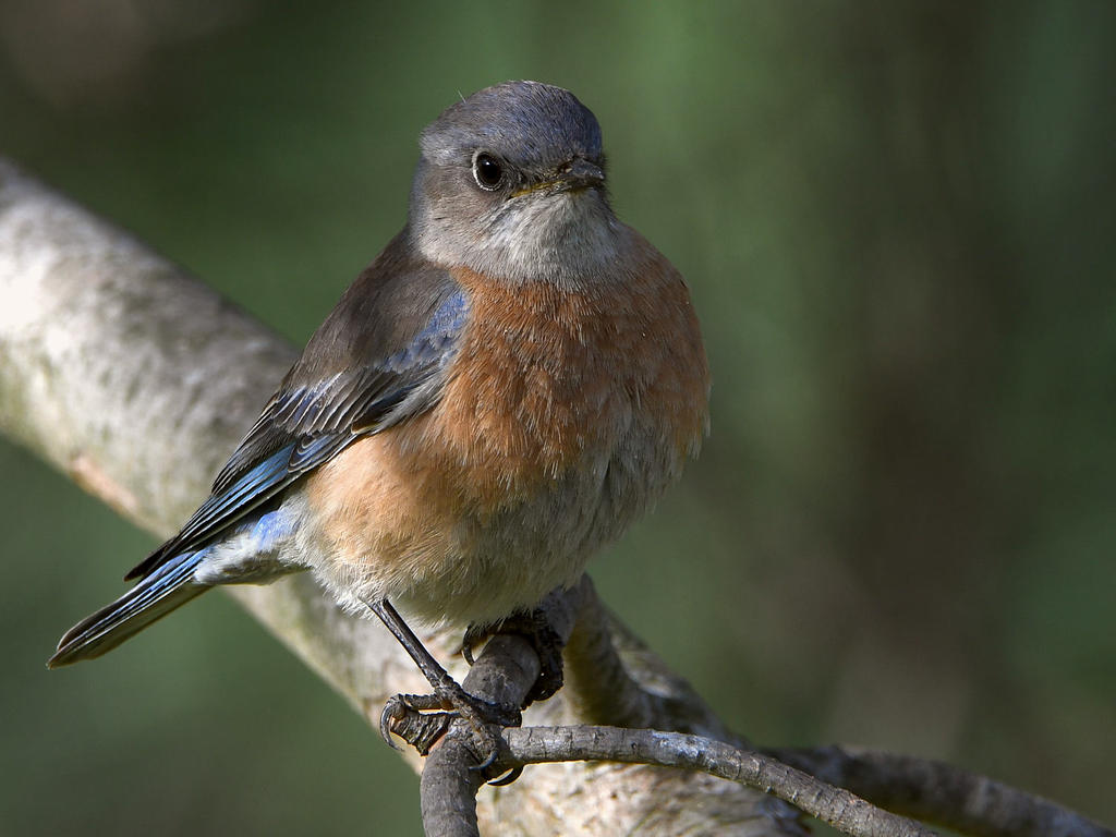 Bluebird9.jpg