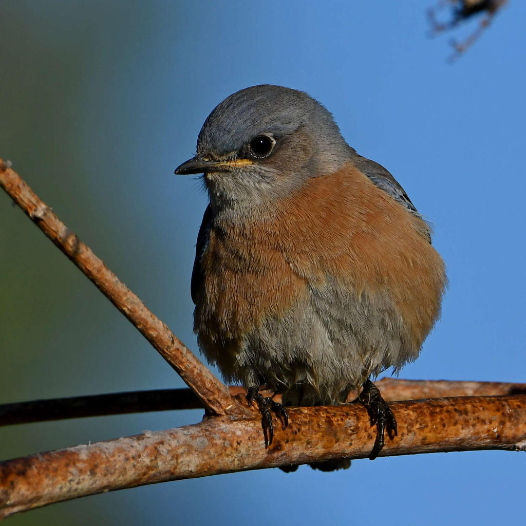 Bluebird9.jpg