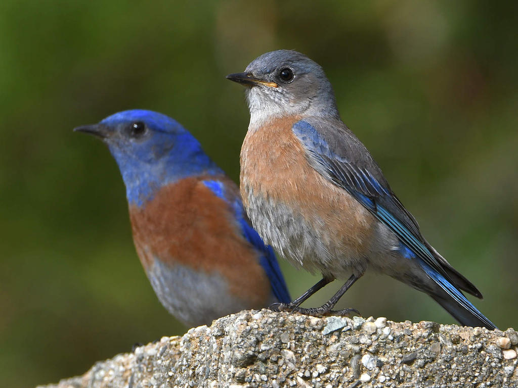 Bluebird9.jpg