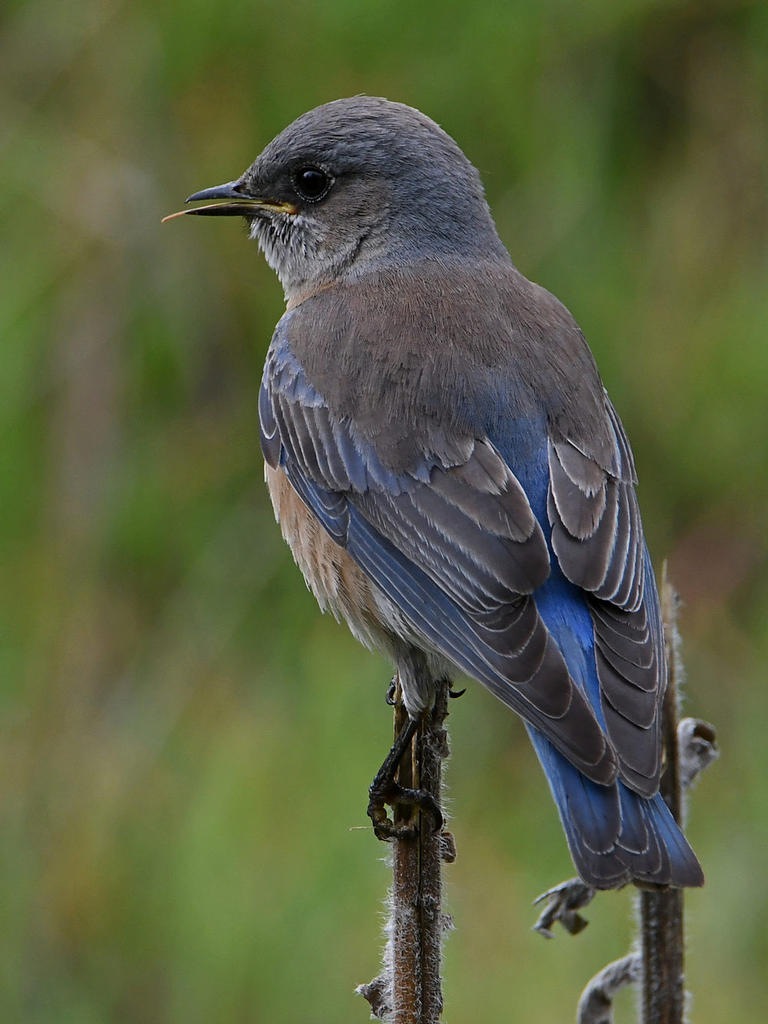 Bluebird9.jpg