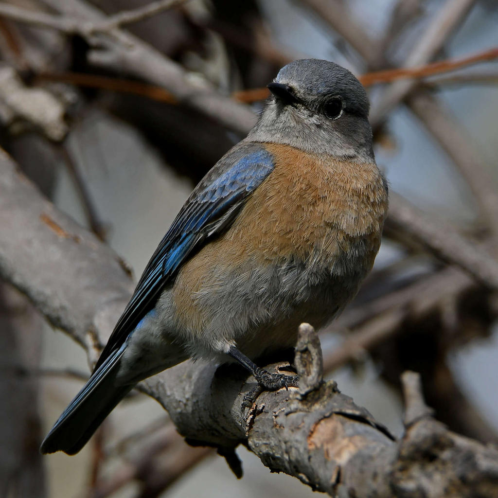Bluebird9.jpg