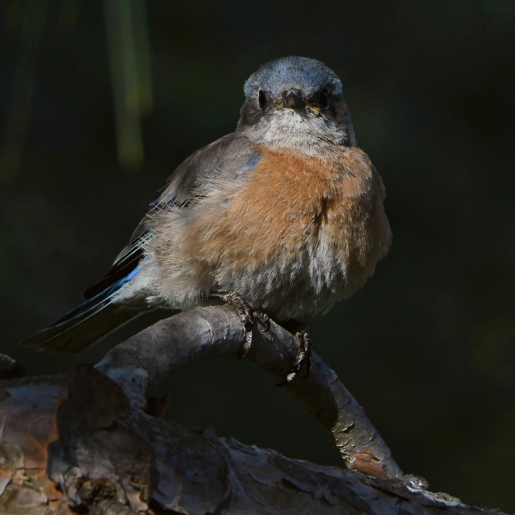 Bluebird9.jpg