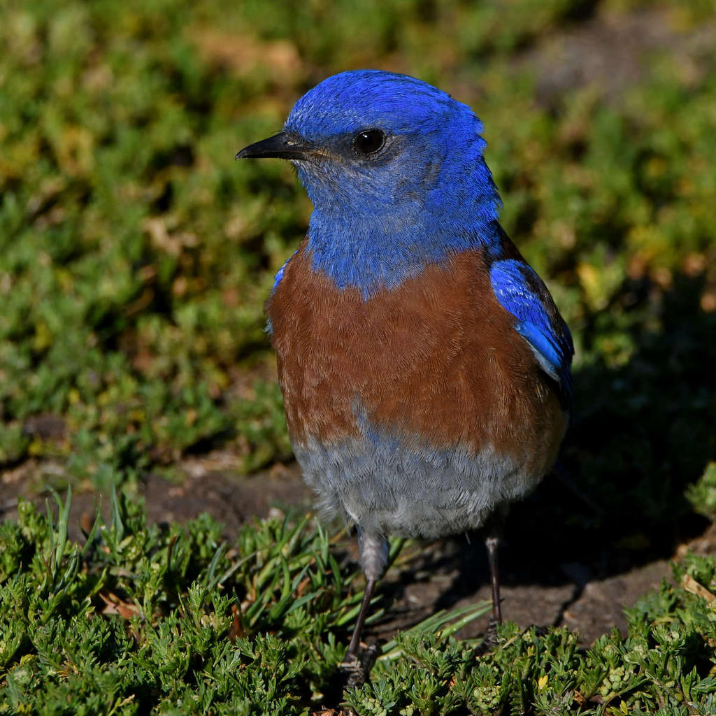 Bluebird9.jpg