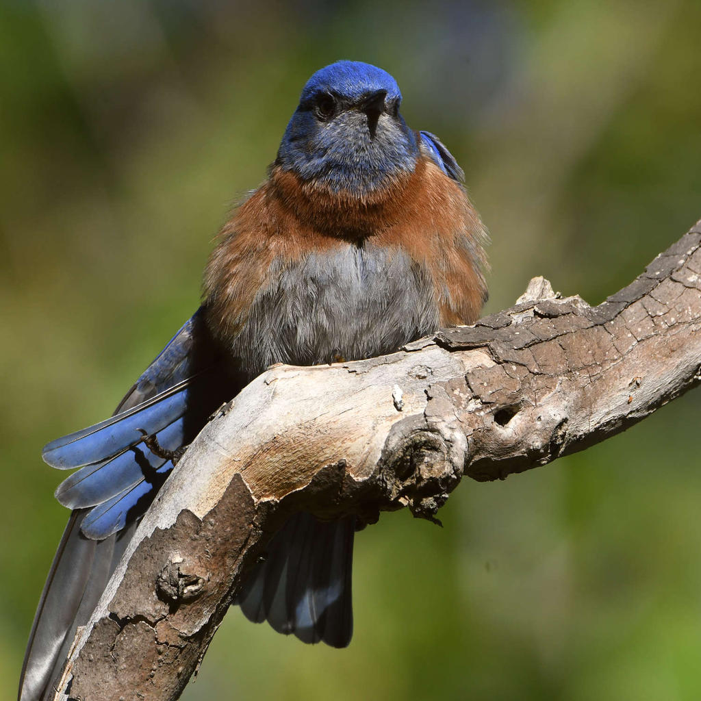 Bluebird9.jpg