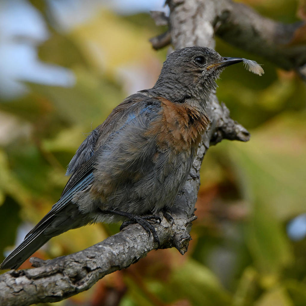 Bluebird9.jpg