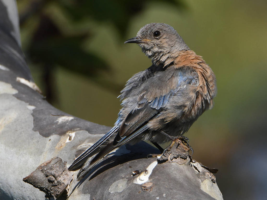 Bluebird9.jpg