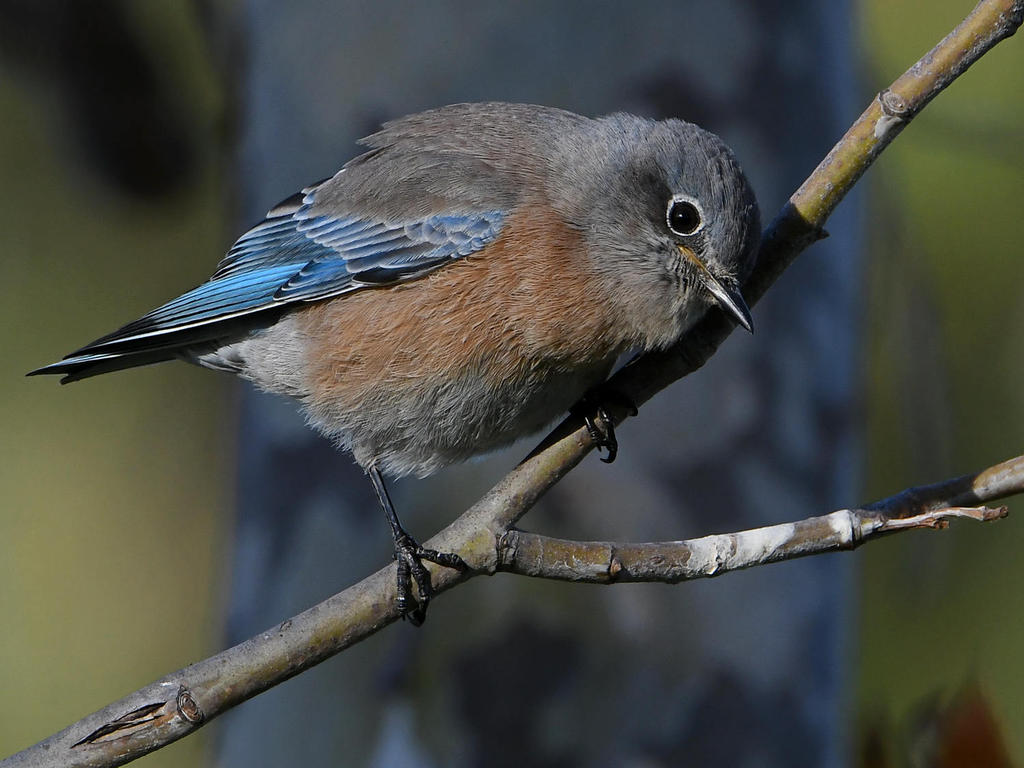 Bluebird9.jpg