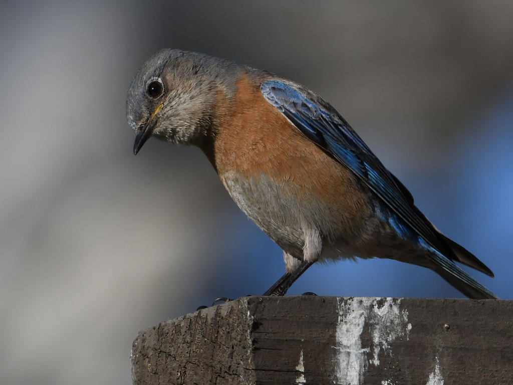 Bluebird9.jpg