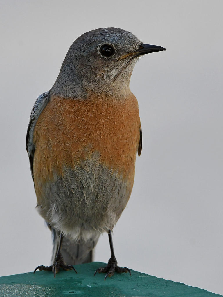Bluebird9.jpg