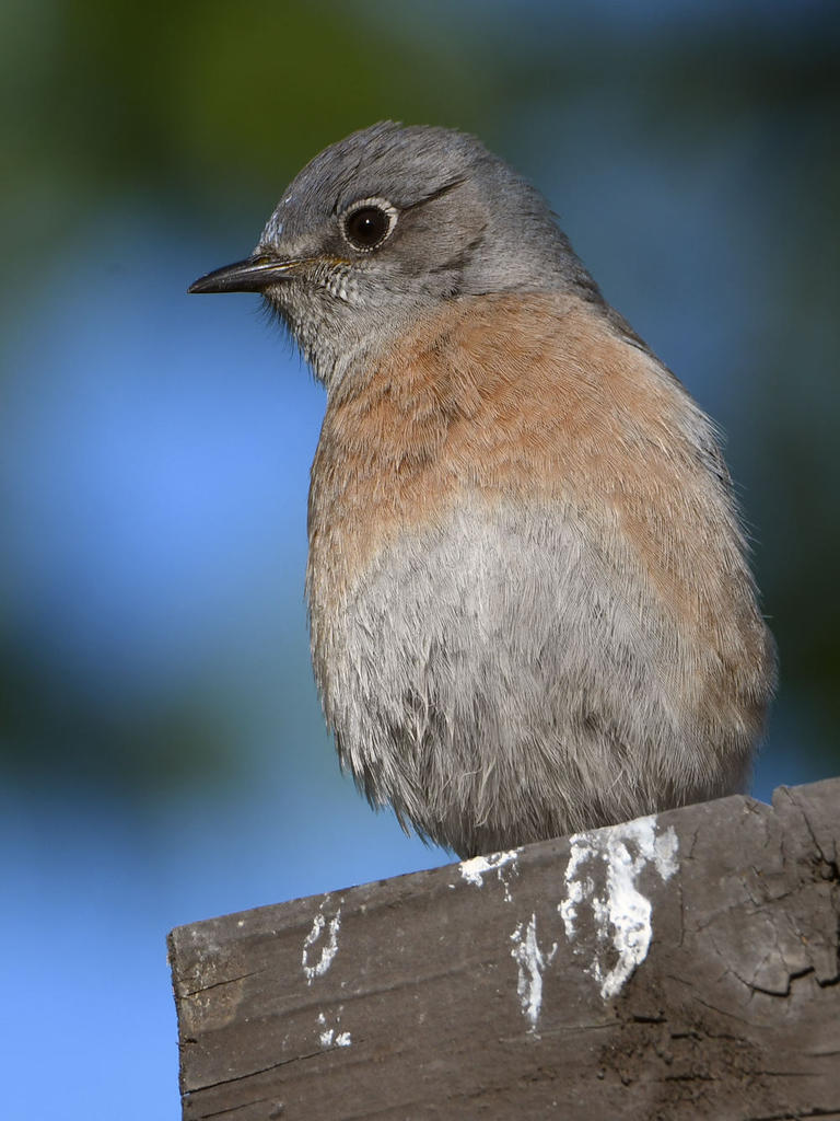 Bluebird9.jpg
