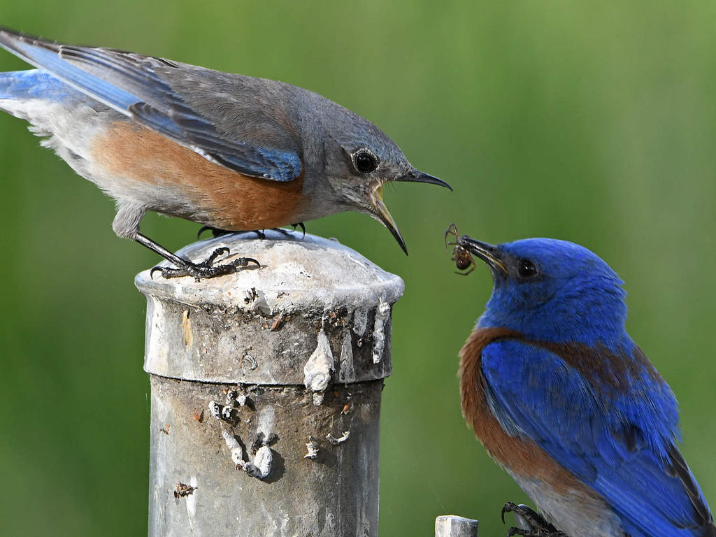 BlueBird9.jpg