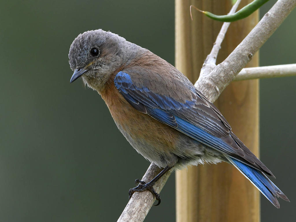 Bluebird9.jpg