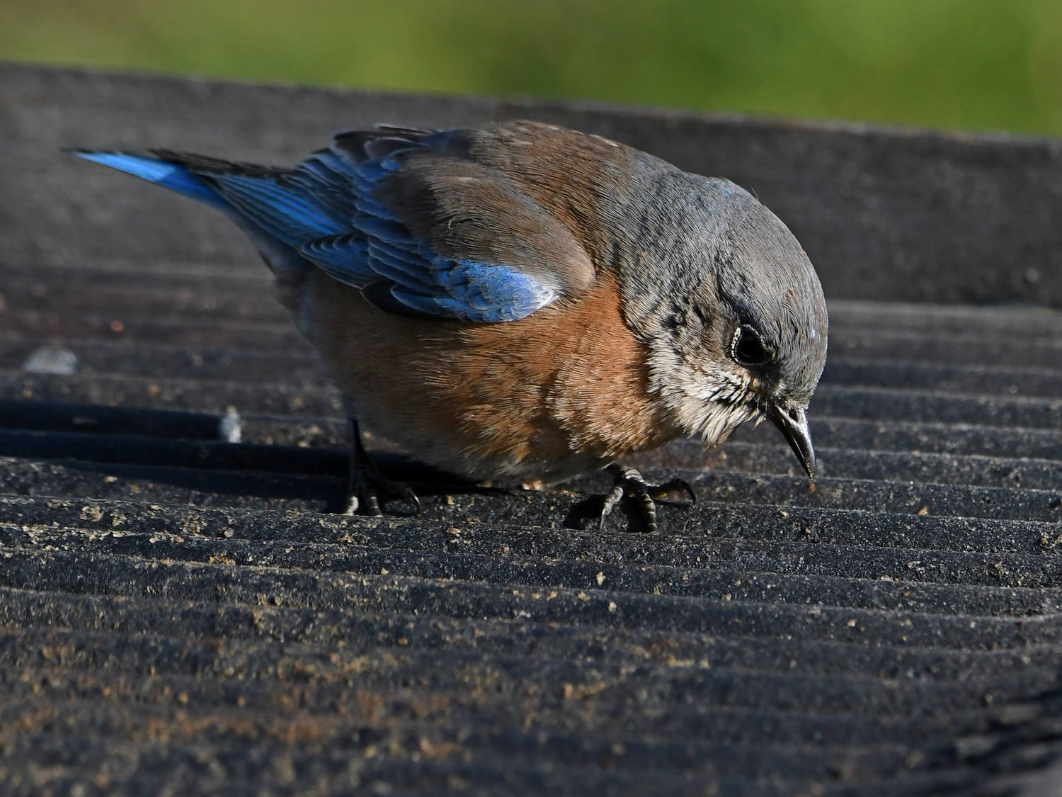 Bluebird9.jpg