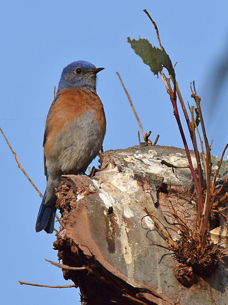 Bluebird_2015-04-19.jpg