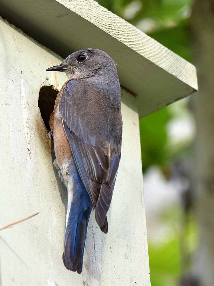 BlueBird_2015_03_15.jpg