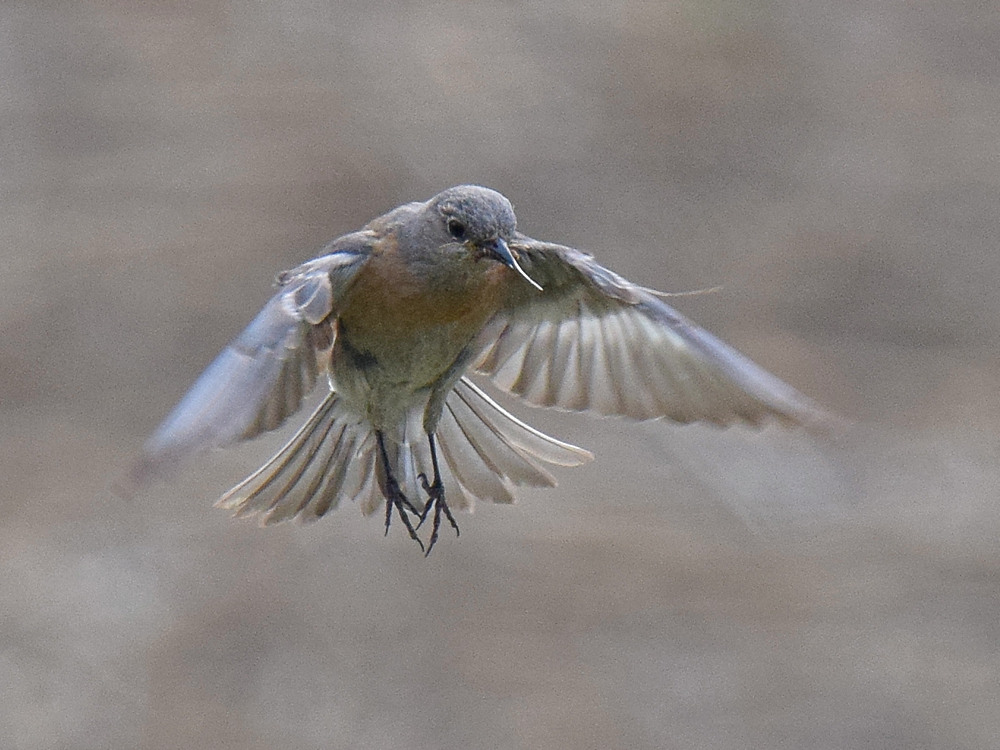 Bluebird_2015_05_30.jpg