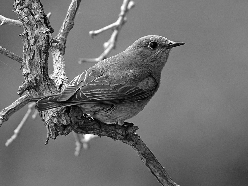 BluebirdBW.jpg