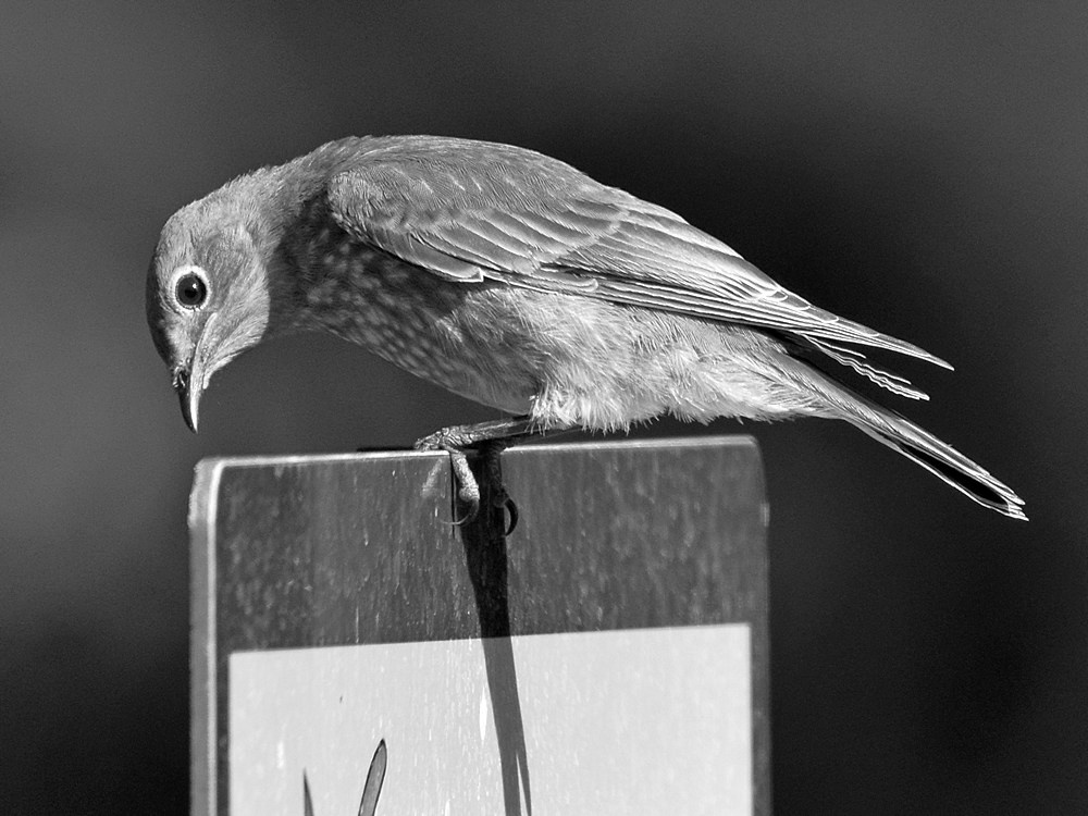 BluebirdBW.jpg