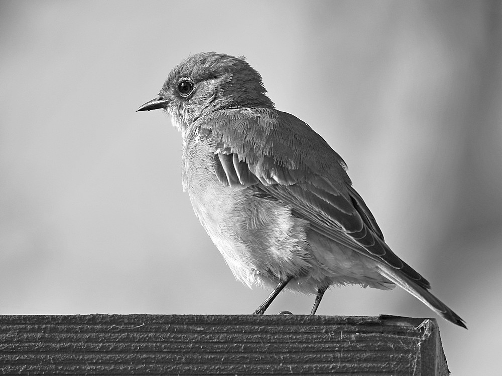 BlueBirdBW.jpg