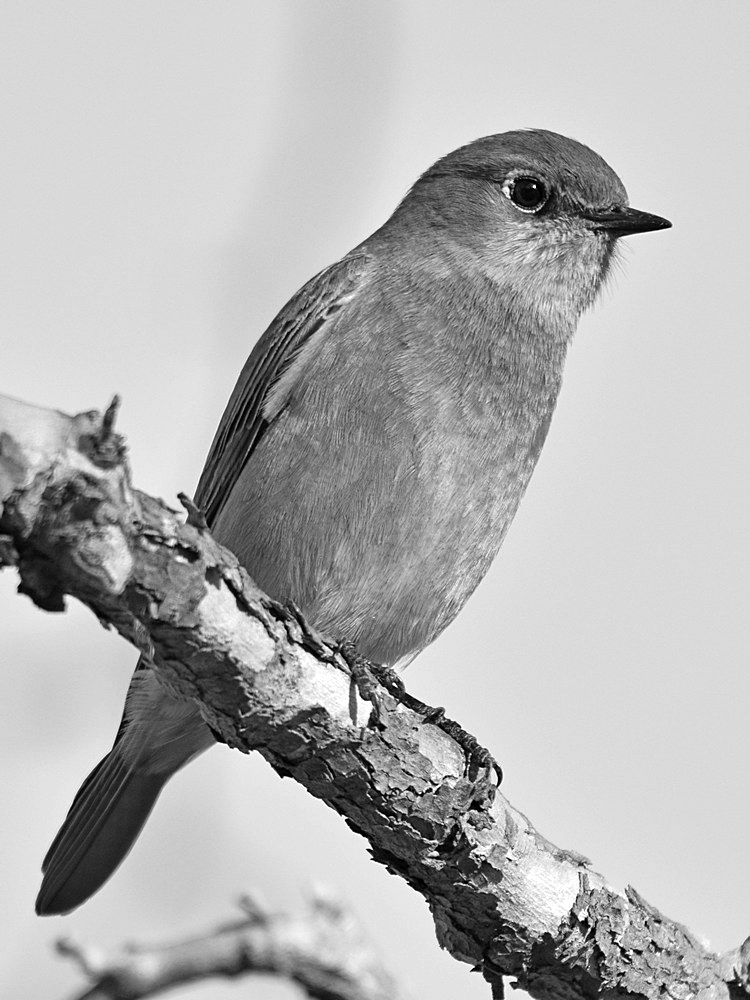 BluebirdBW.jpg