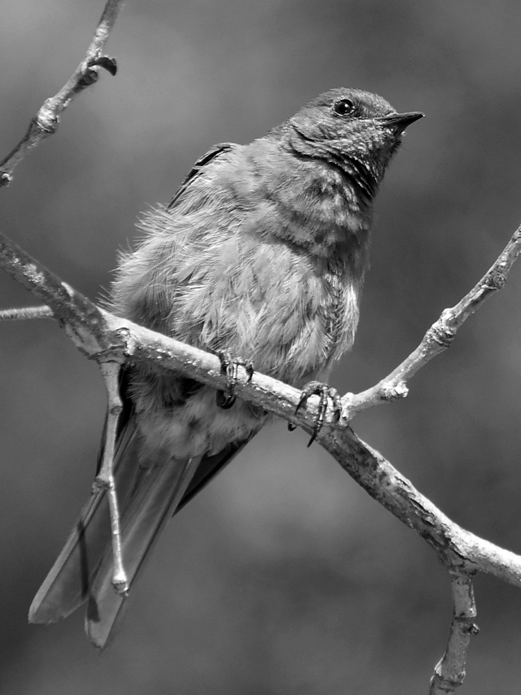 BluebirdBW.jpg