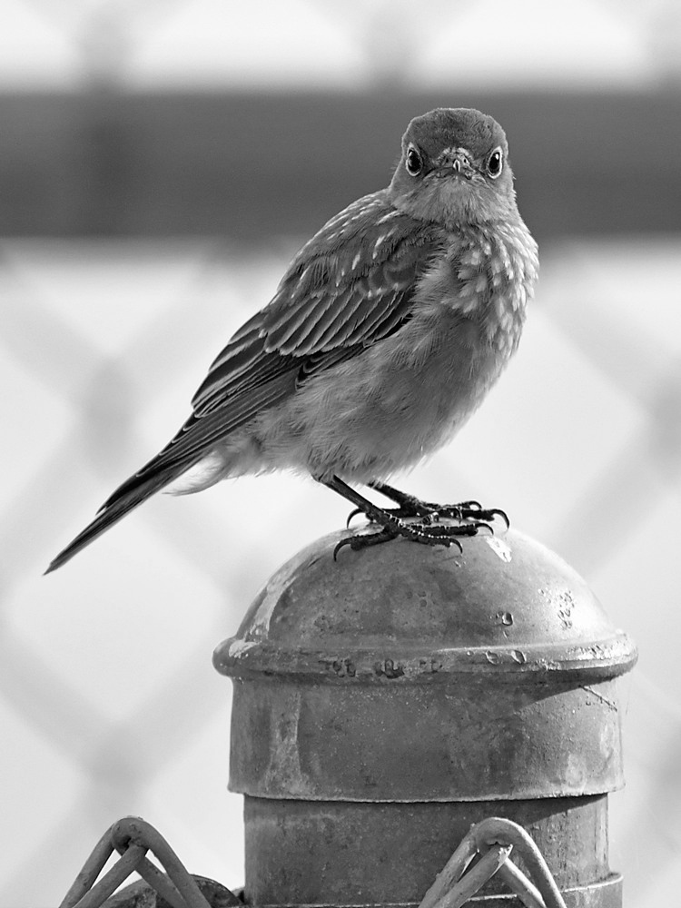 BluebirdBW.jpg
