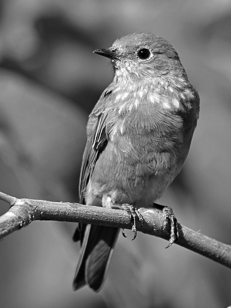 BluebirdBW.jpg