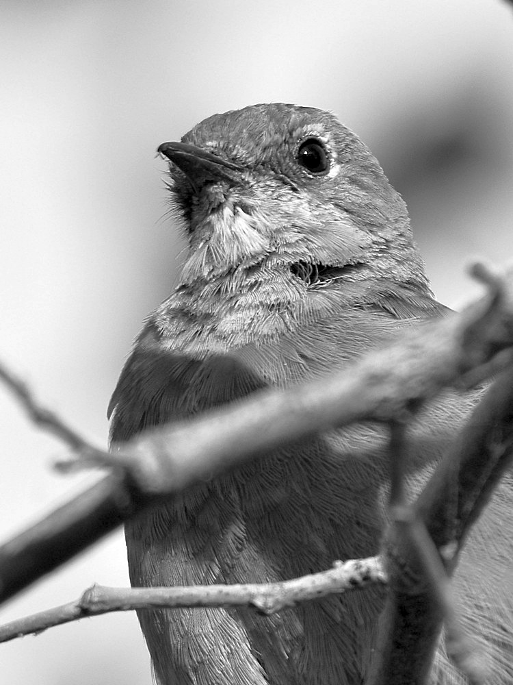 BluebirdBW.jpg