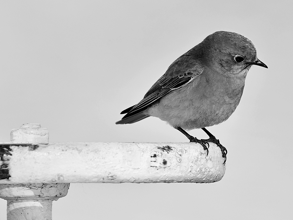 BluebirdBW.jpg