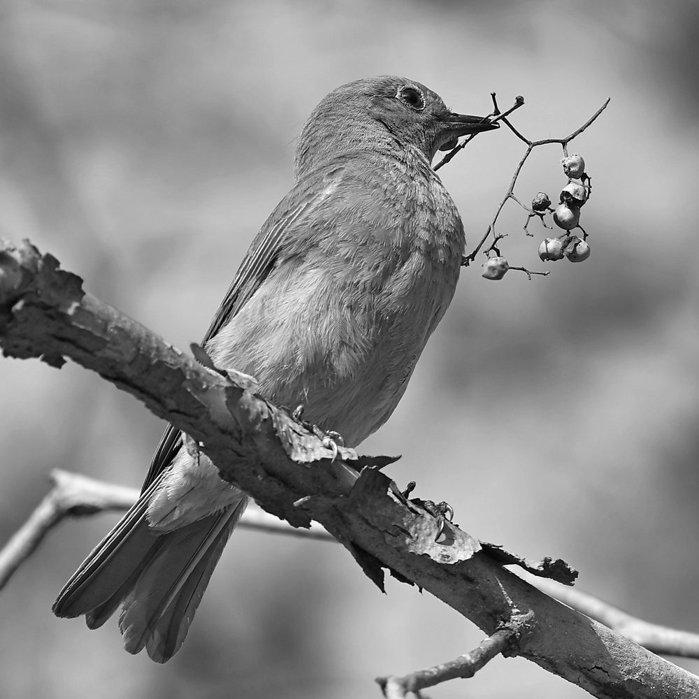 BluebirdBW.jpg